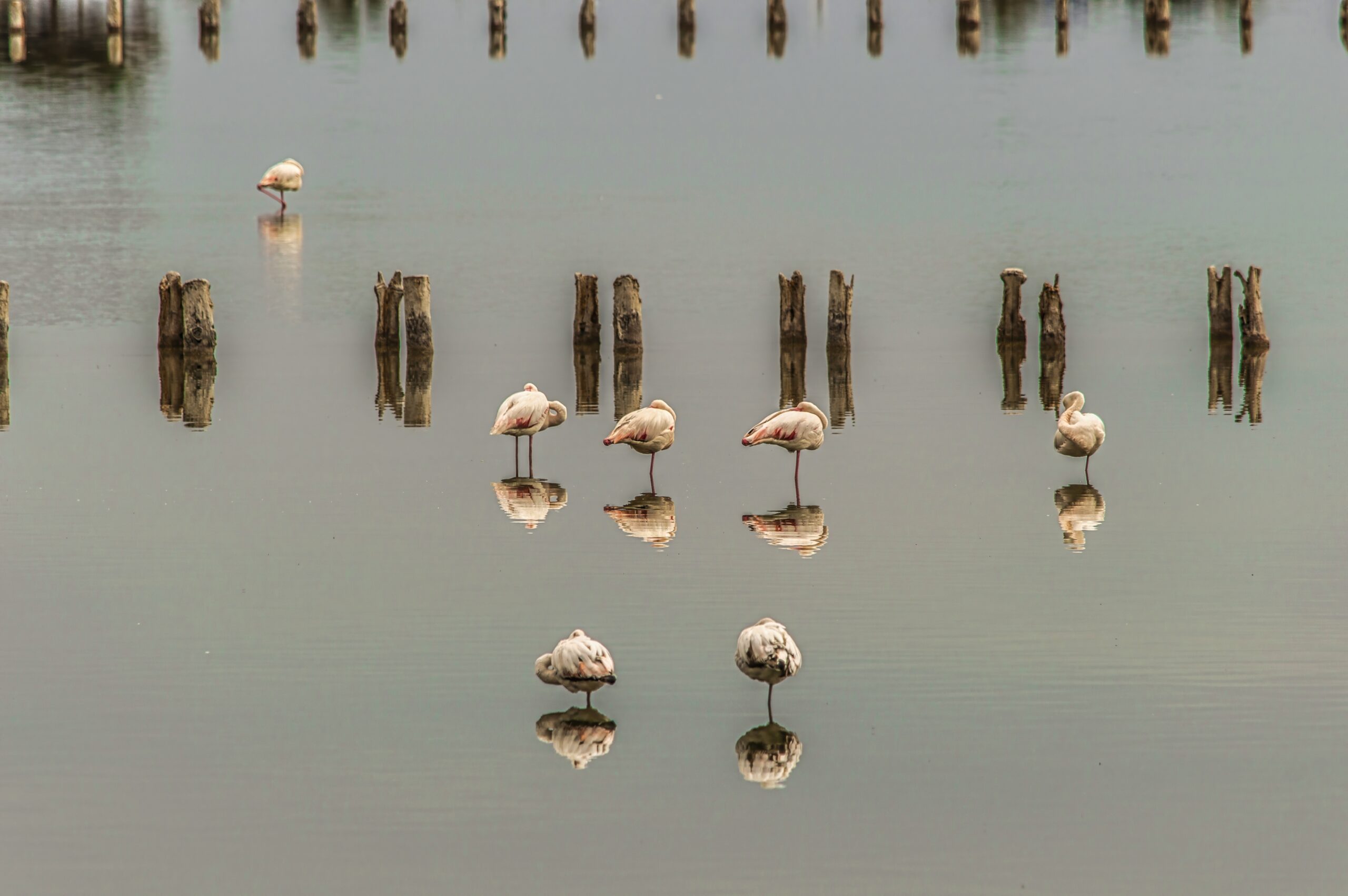Fenicotteri rosa nel Parco di Molentargius a Cagliari